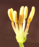  Eight stamens in young flower
